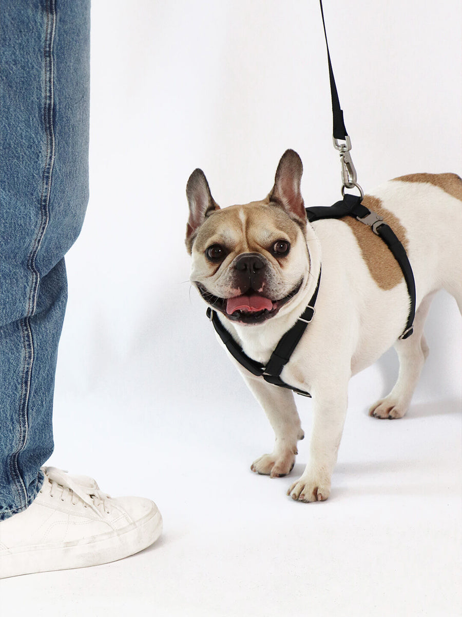Pack Air Harness