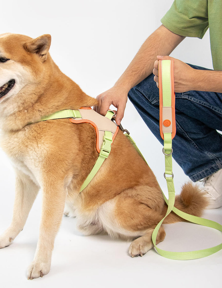 Hug Leash - Premium