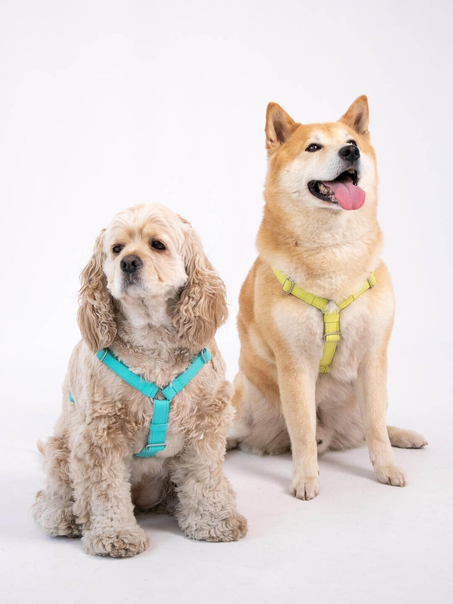 Pack Air Harness